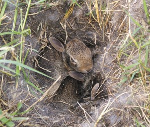  Крольчиха утепляет гнездо собственным пухом