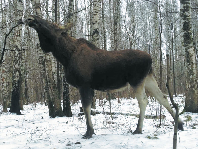  Основа зимнего рациона лося — молодые побеги и ветки деревьев