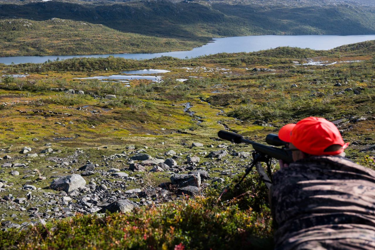 охота в норвегии на оленя