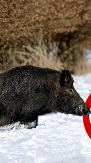 Запрет на охоту: где он действует, и чего ожидать охотникам