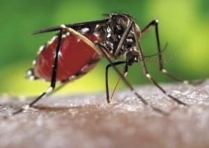  Комары — переносчики инфекций