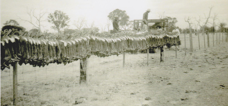  Промысел кроликов в Австралии (начало ХХ века)