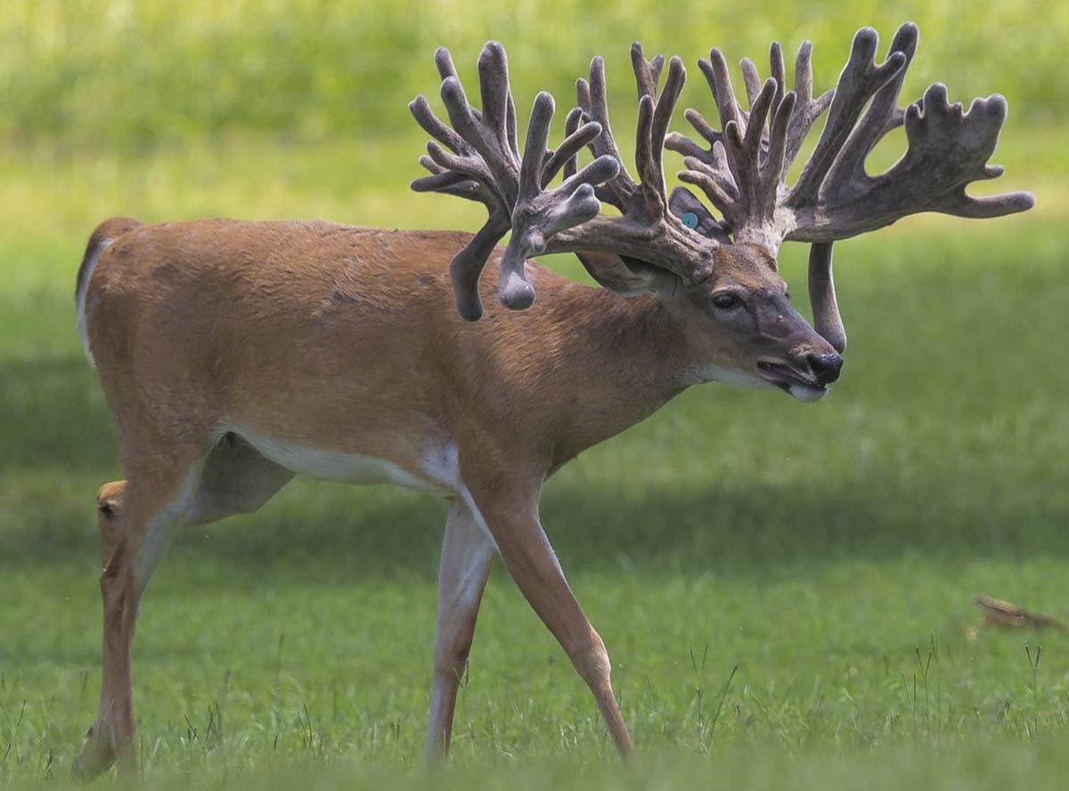 Олень с 4 рогами. Благородный олень и олениха. Благородный олень (Cervus elaphus). Белохвостый олень пятнистый. Американский Белохвостый олень.