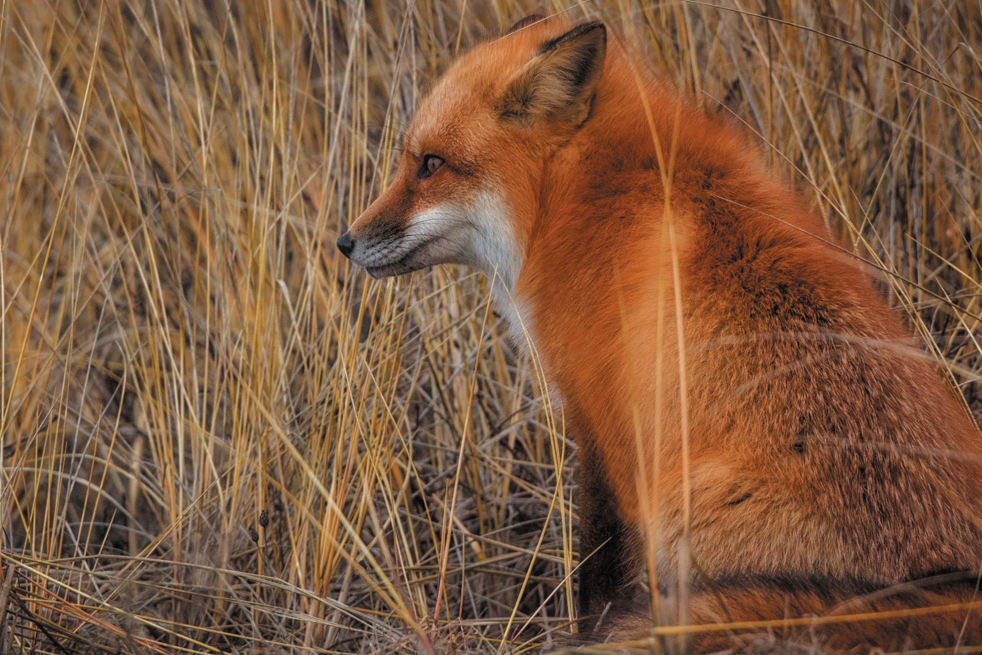 Dry fox. Лиса арт. Как называется мясо лисы.