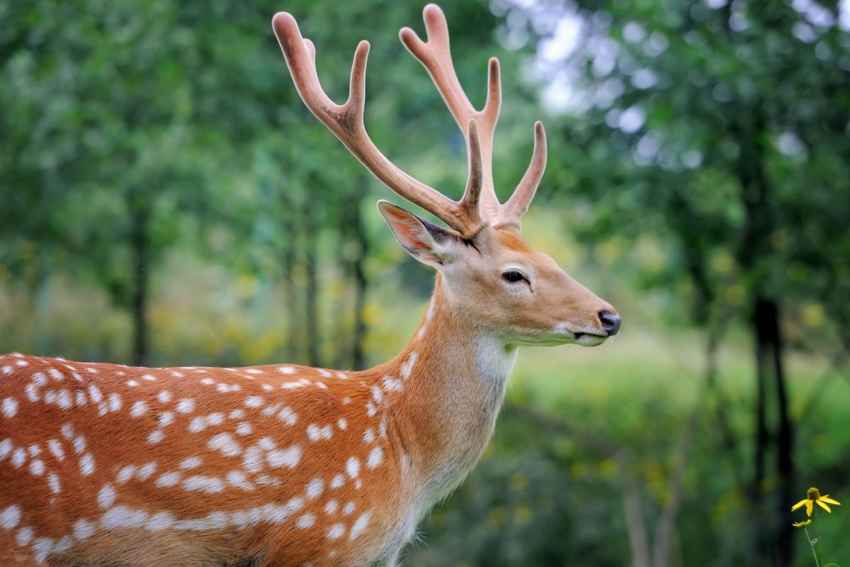 Пятнистый новосел