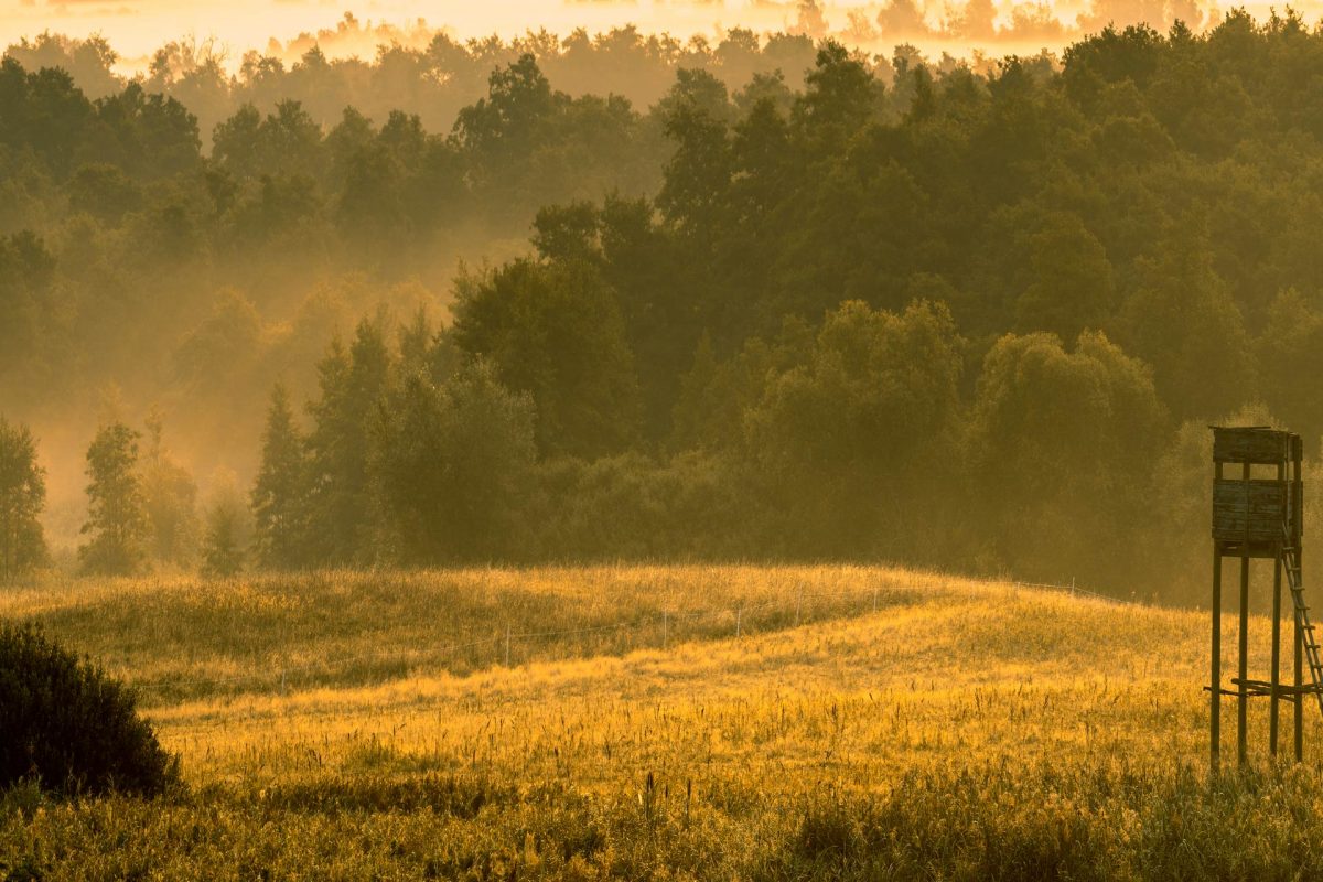 Индивидуальная охота на самца косули