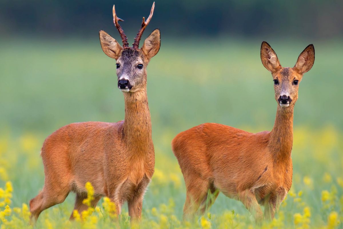 Косуля европейская: Краткое досье