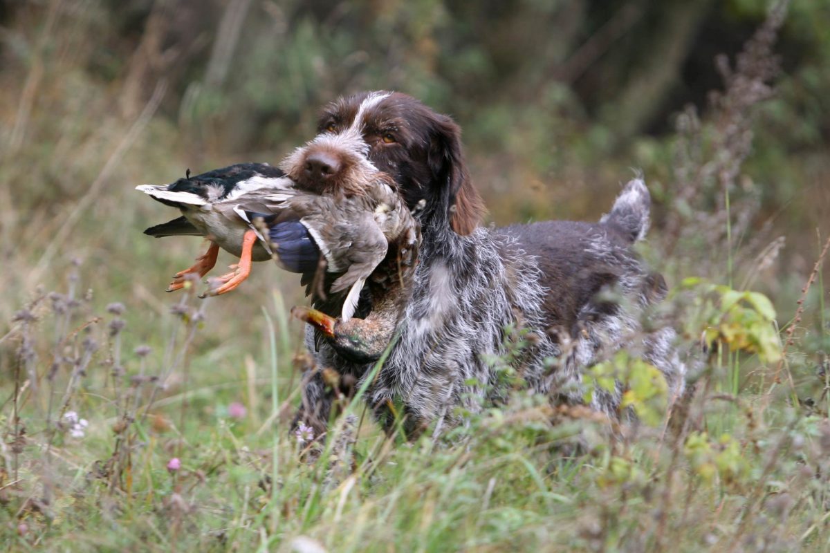 Август. Начало