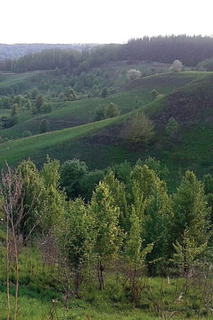 Индивидуальная охота. На самца европейской косули в Киевской области